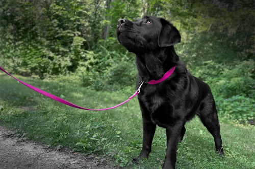 Everyday Leash